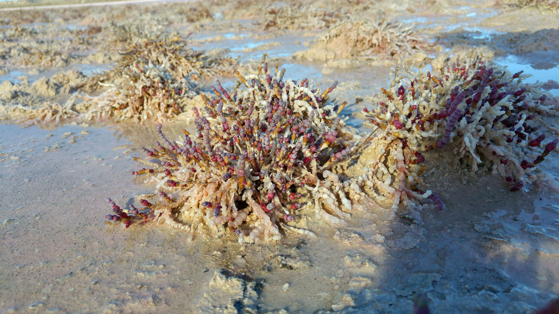 Yallabatharra - Pink Lake